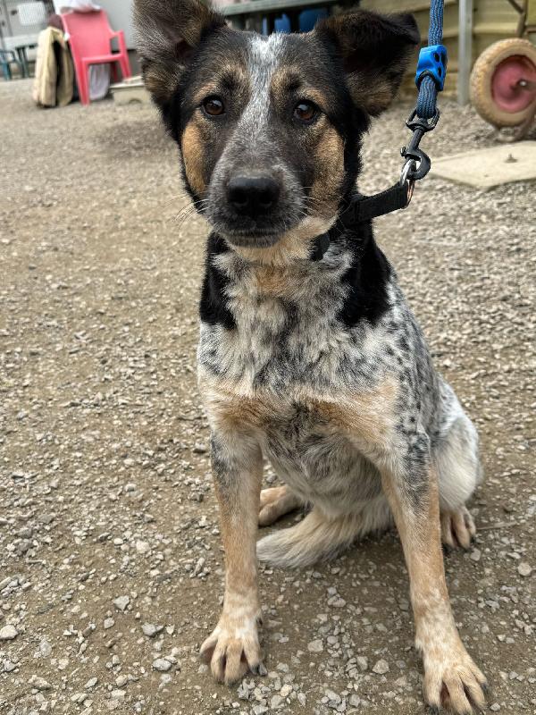 Divy_Una Splendida Meticcia